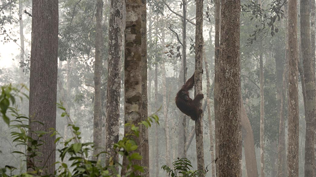Rehabilitasi Hutan Dan Lahan Kerap Terkendala Akses