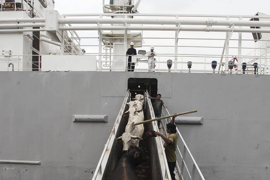 Ada IA-CEPA, Indonesia Potensial Masuk Rantai Nilai Pangan