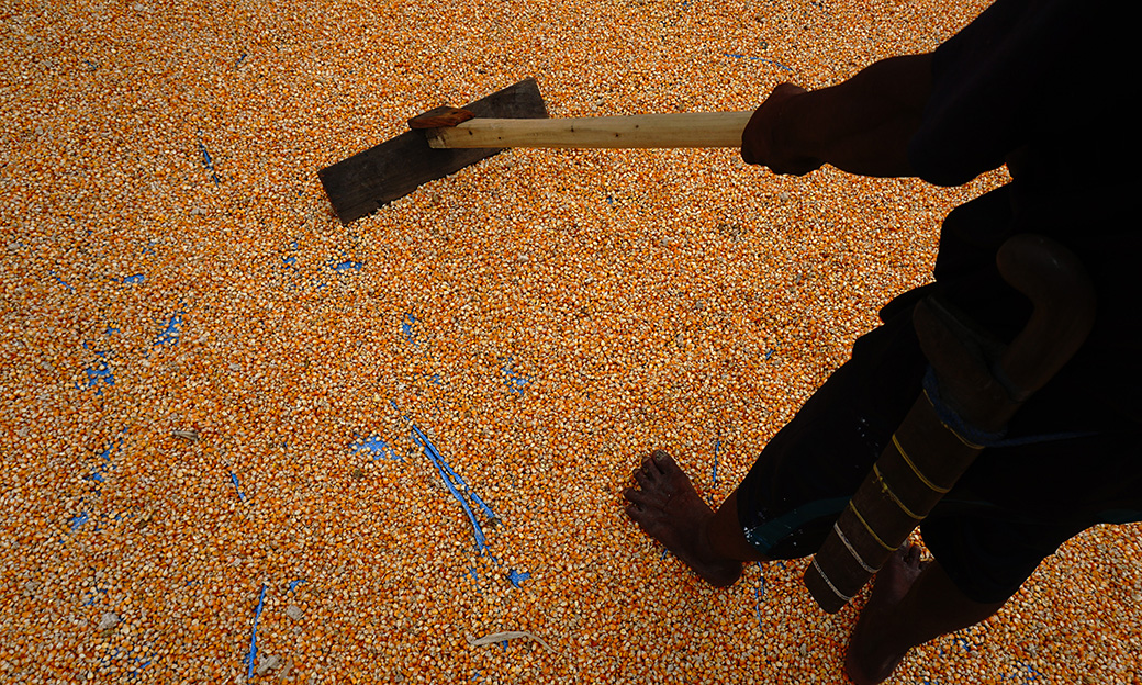 GPMT Tolak Keras Opsi Importasi Pakan ke Indonesia