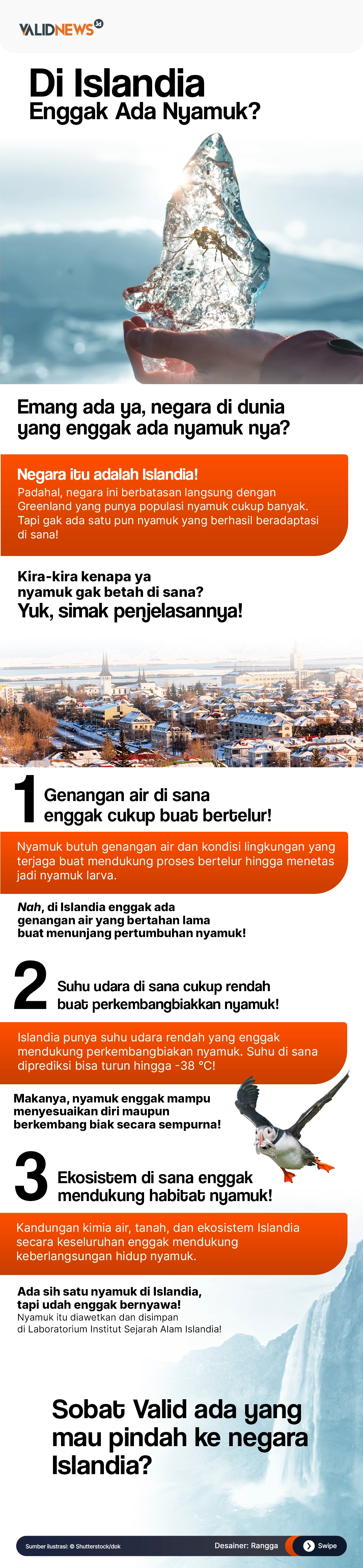 Di Islandia Enggak Ada Nyamuk