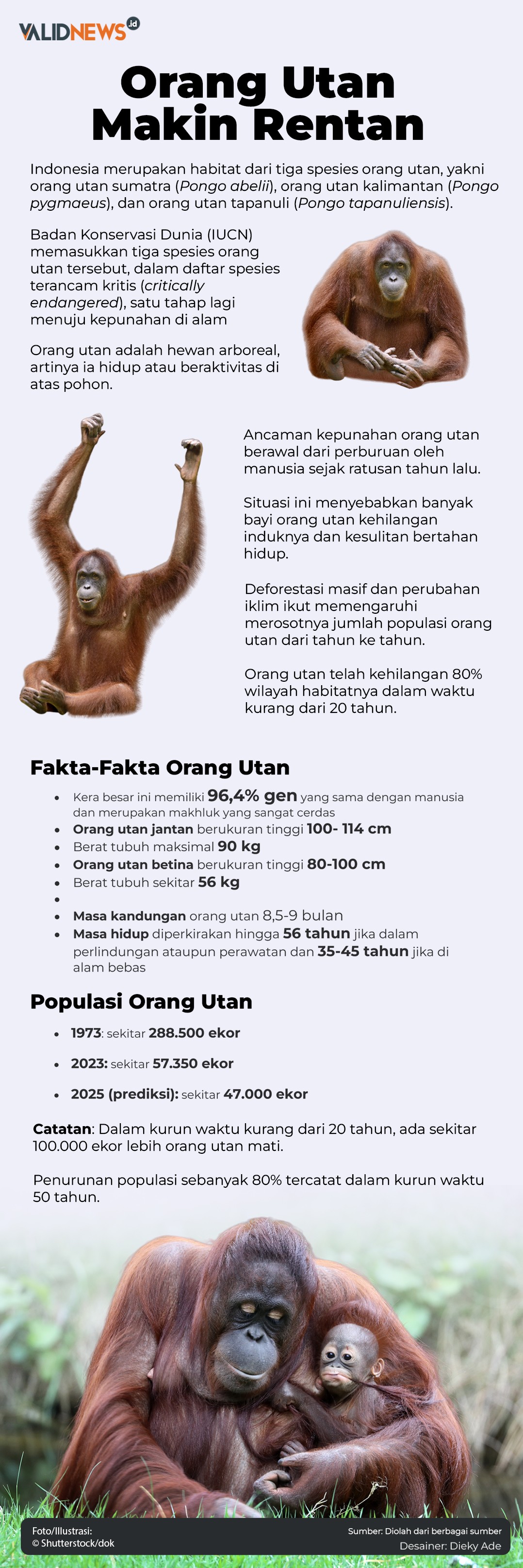 Orang Utan Makin Rentan