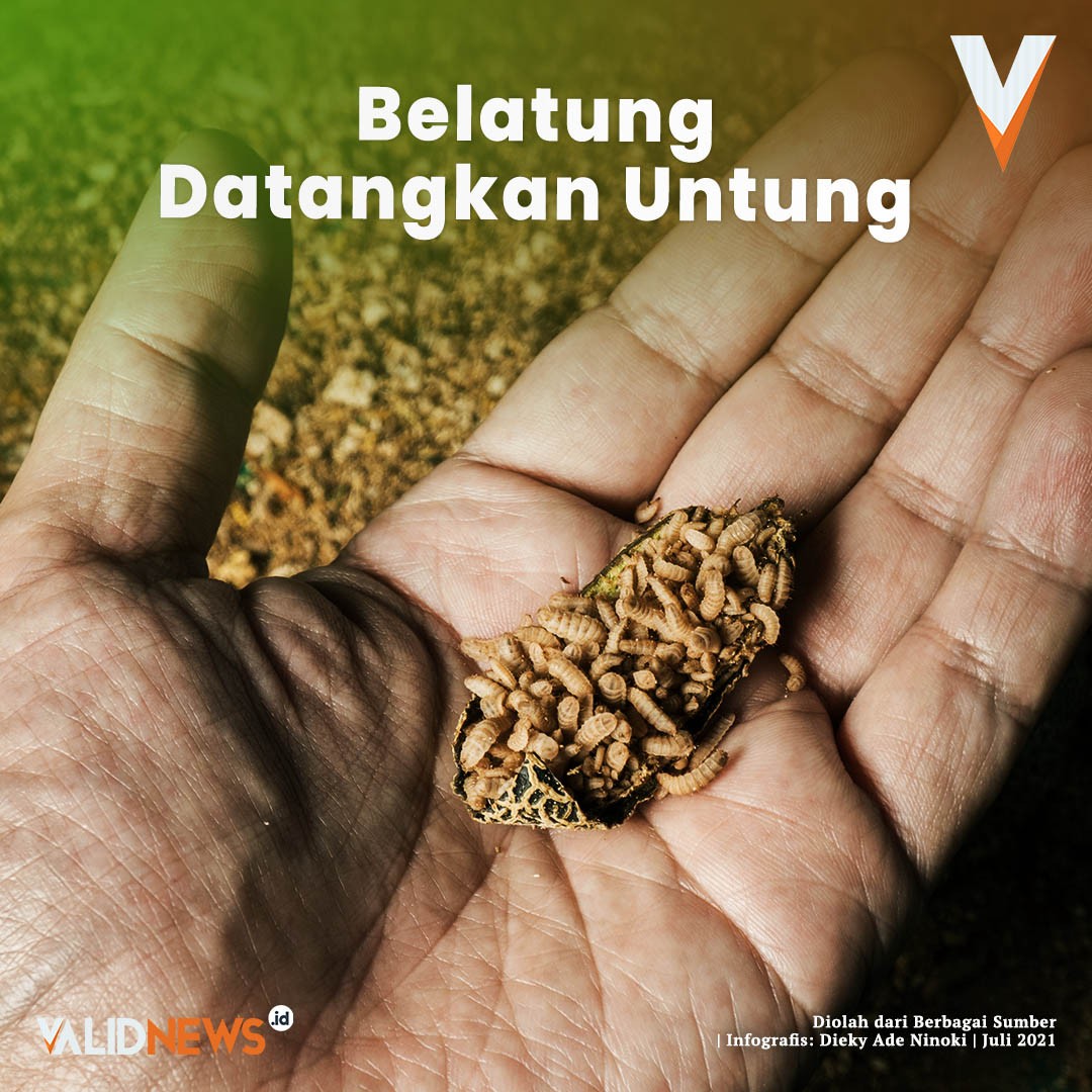 Belatung Datangkan Untung