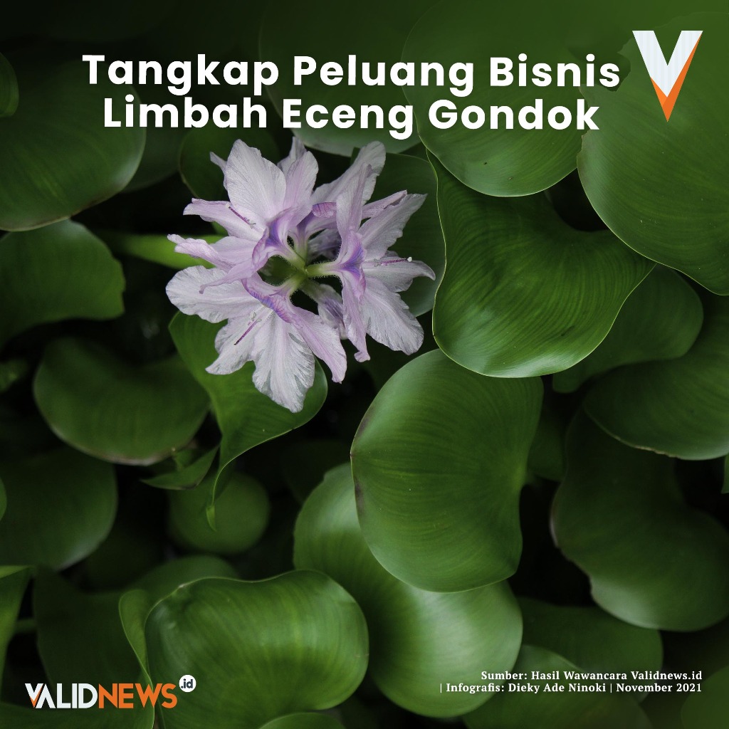 Tangkap Peluang Bisnis Limbah Eceng Gondok