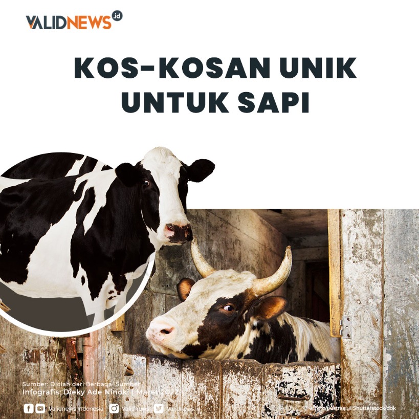 Kos-Kosan Unik Untuk Sapi