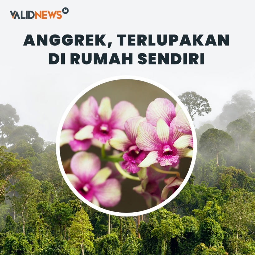 Anggrek, Terlupakan di Rumah Sendiri