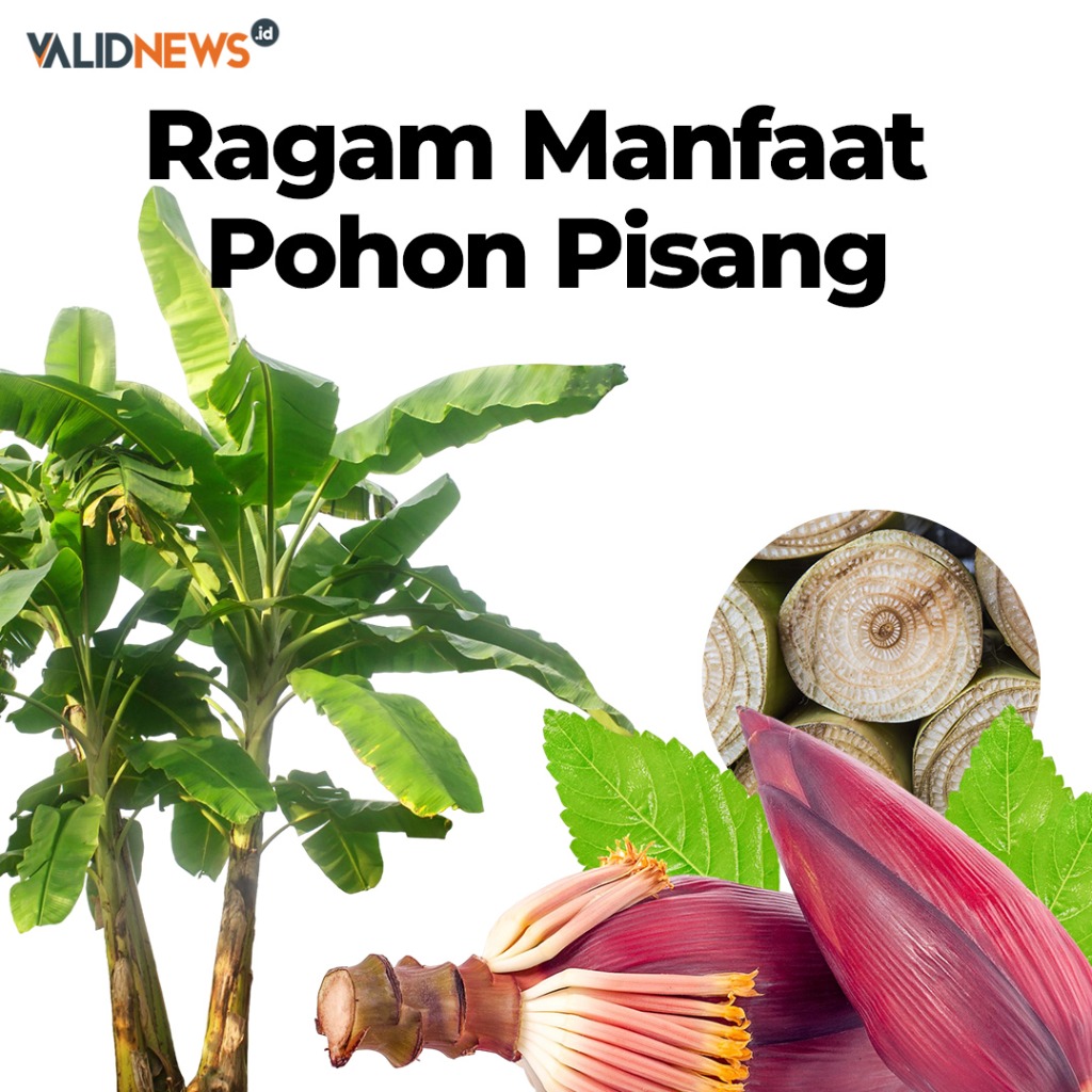 Ragam Manfaat Pohon Pisang
