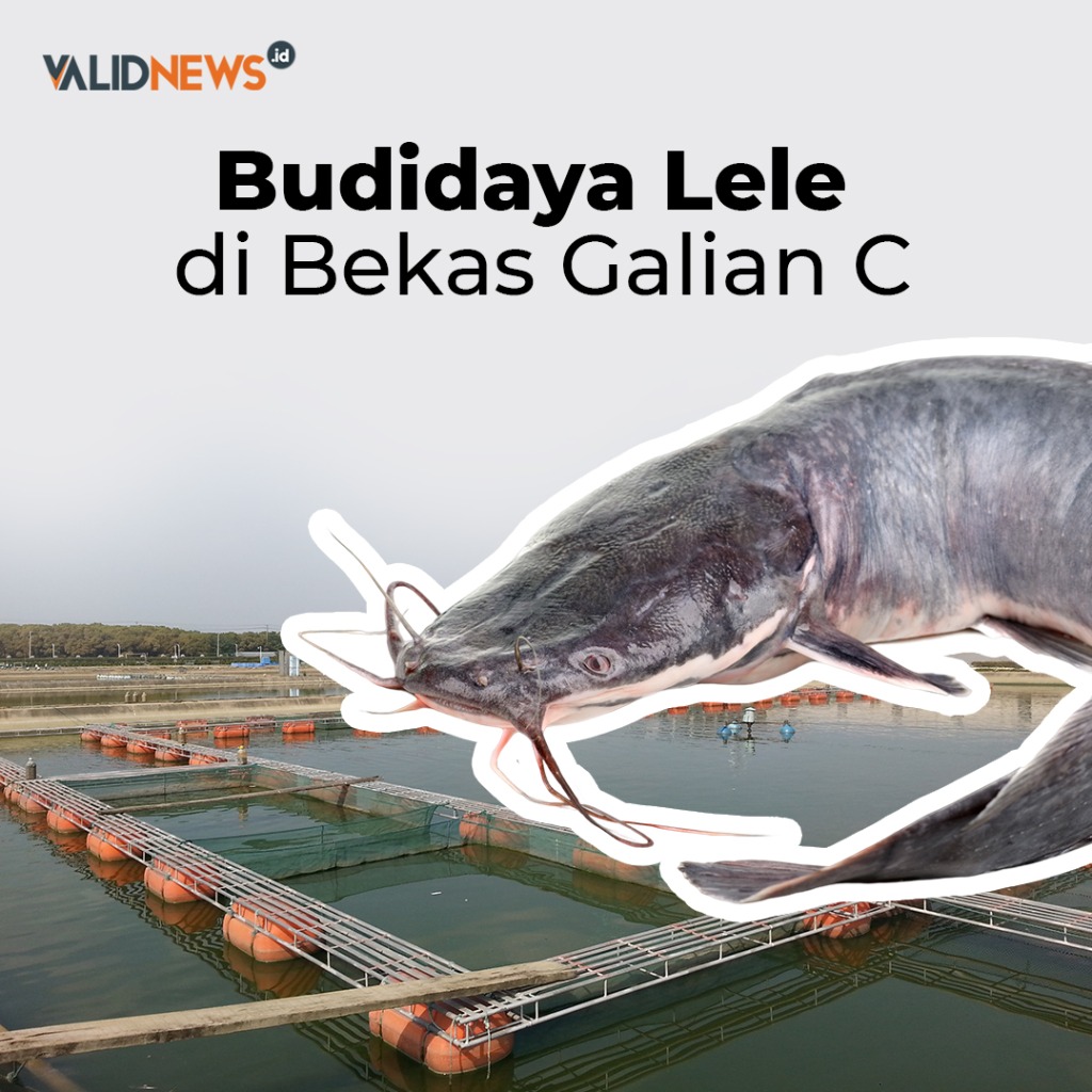 Budidaya Lele di Bekas Galian C