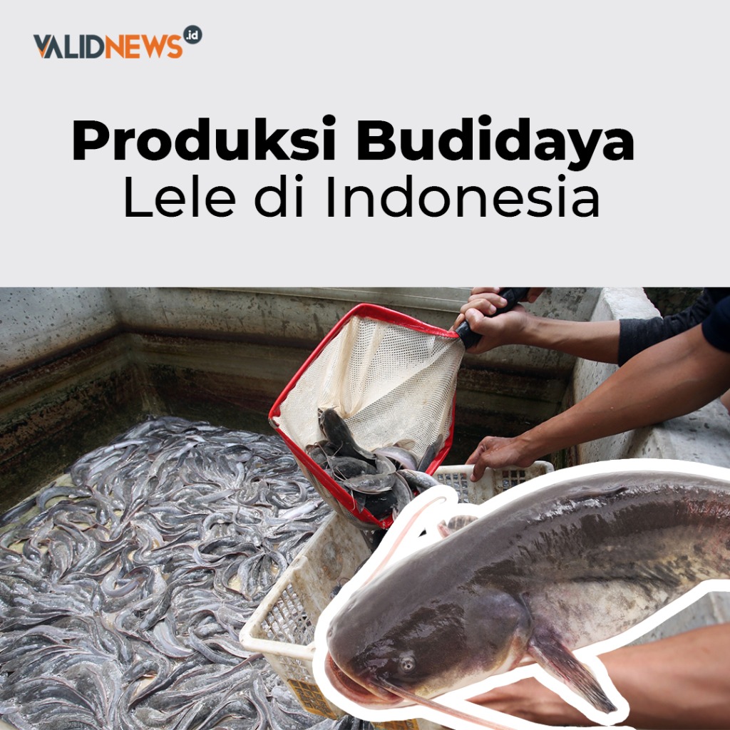 Produksi Lele Budidaya di Indonesia