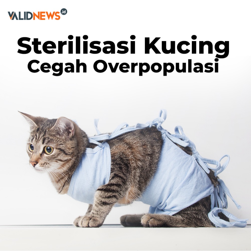 Sterilisasi Kucing Cegah Overpopulasi