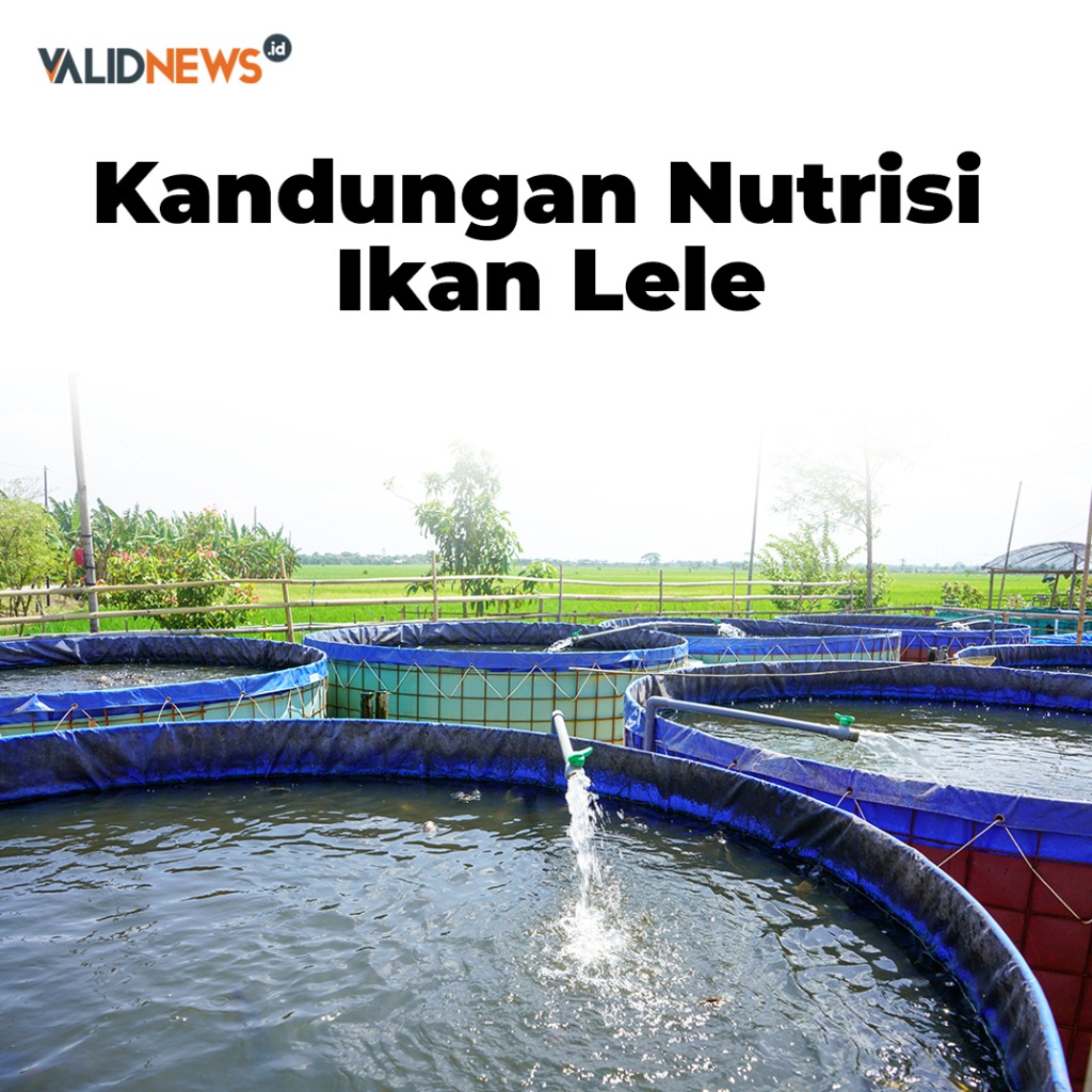 Kandungan Nutrisi Ikan Lele