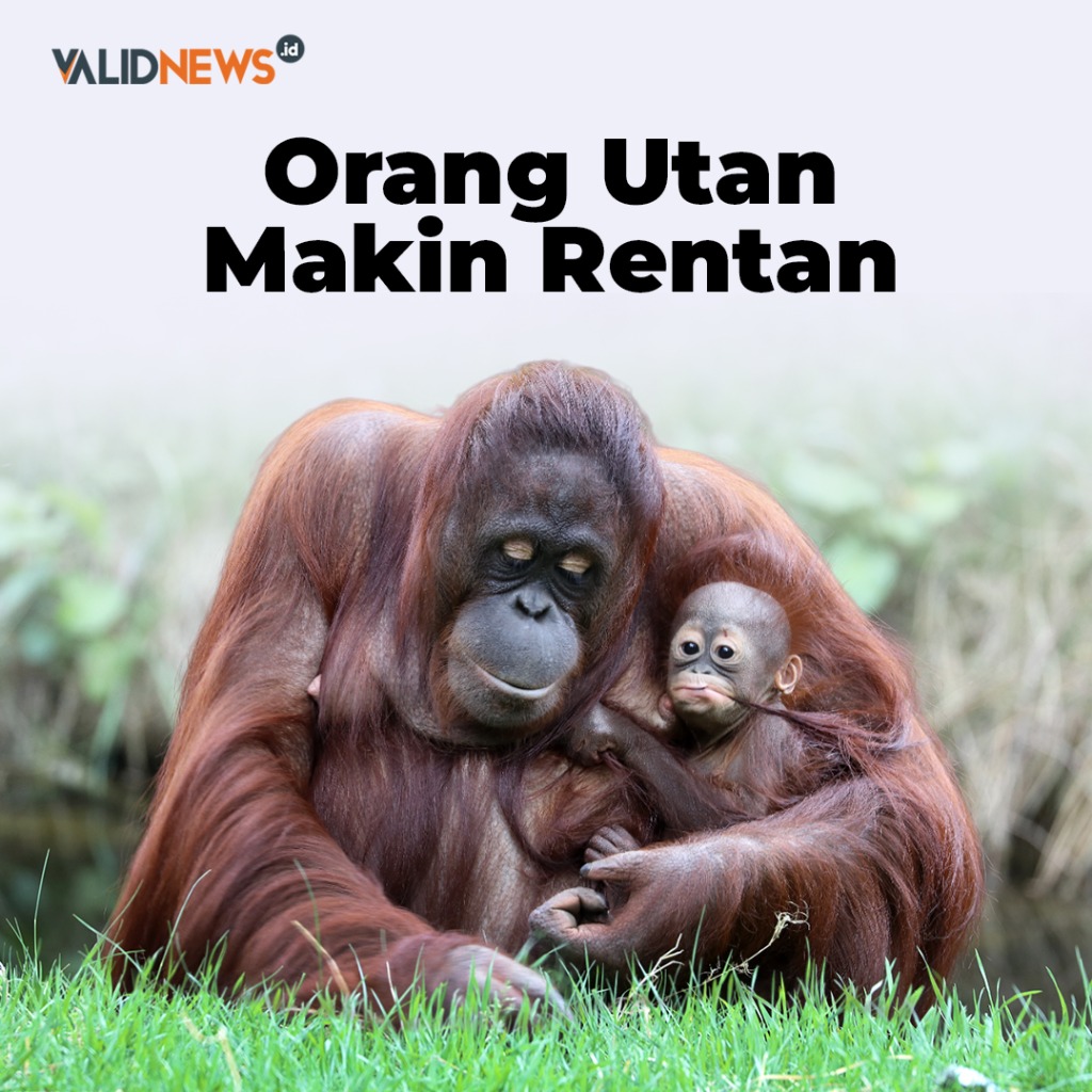 Orang Utan Makin Rentan