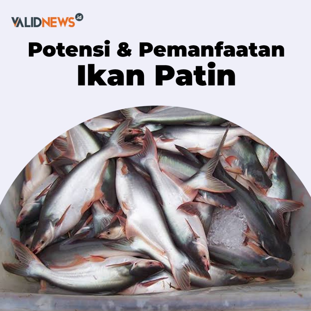 Potensi & Pemanfaatan Ikan Patin
