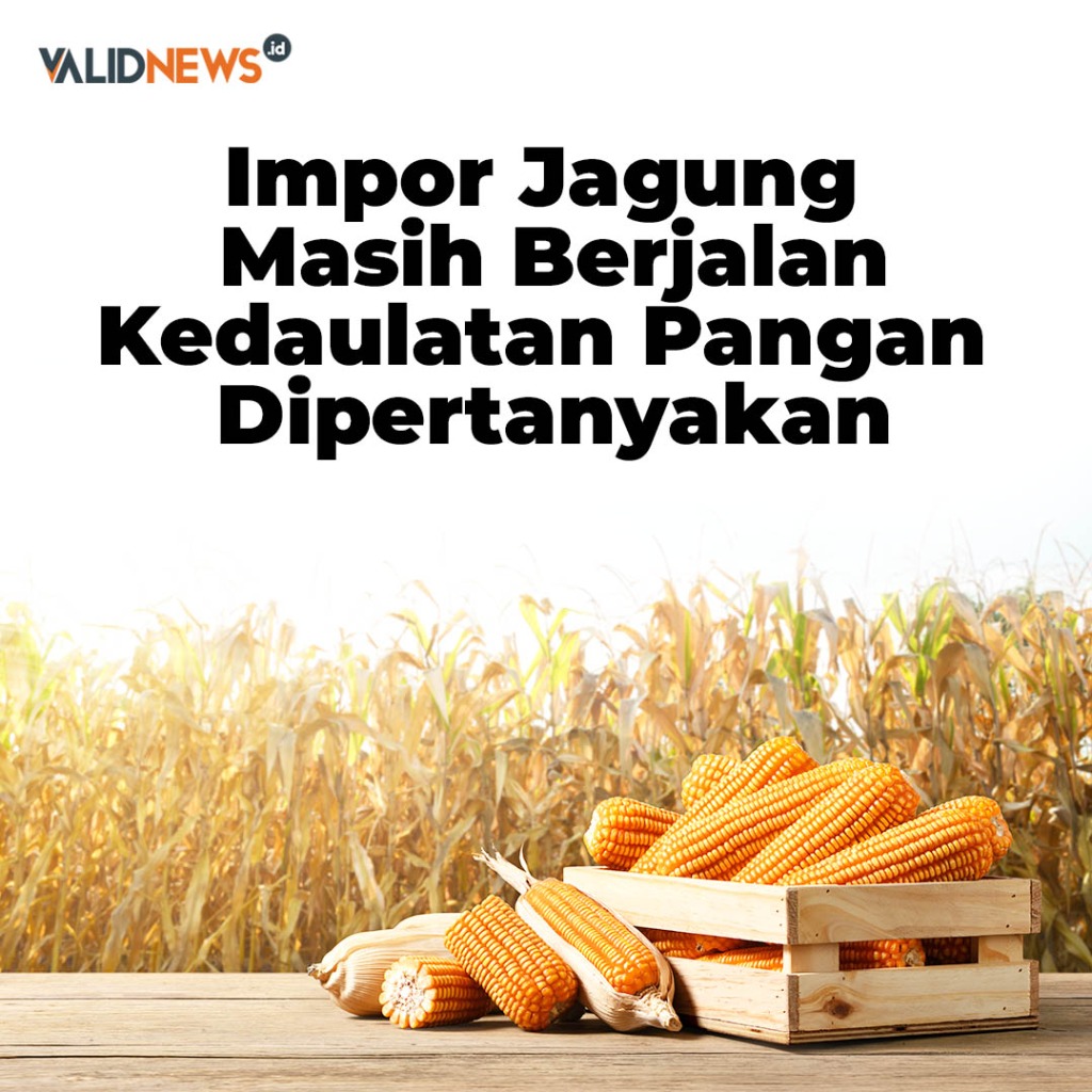 Impor Jagung dan kedaulatan pangan