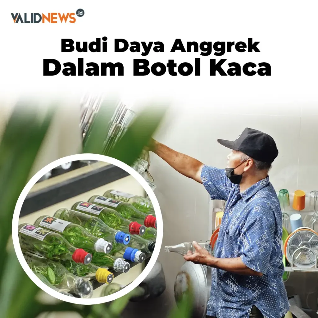 Budi Daya Anggrek Dalam Botol Kaca