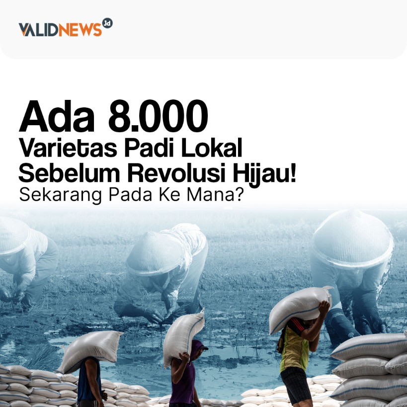 Perkembangan Varietas Padi Lokal