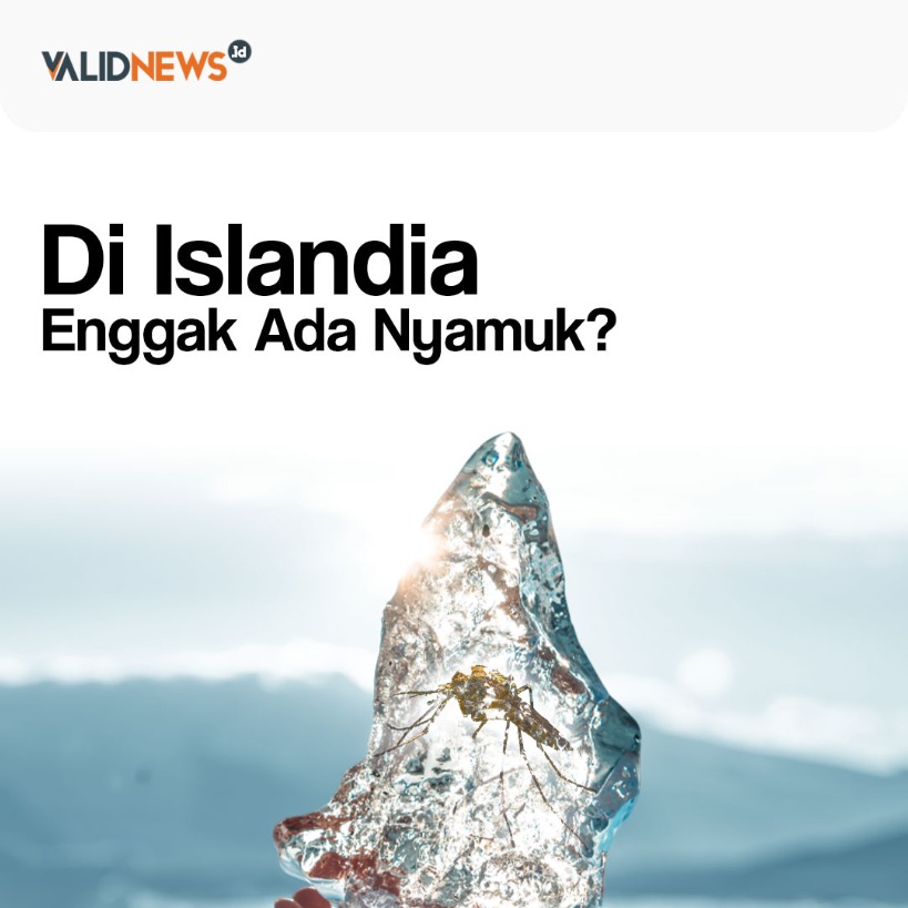 Di Islandia Enggak Ada Nyamuk