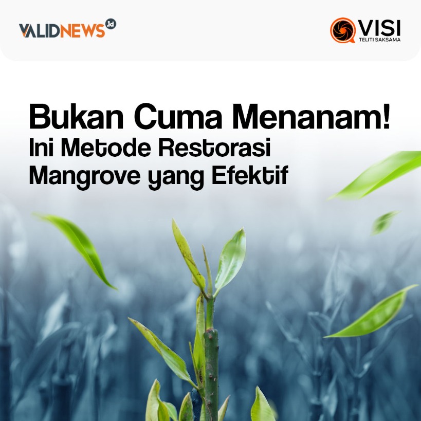 Bukan Cuma Menanam! Ini Metode Restorasi Mangrove