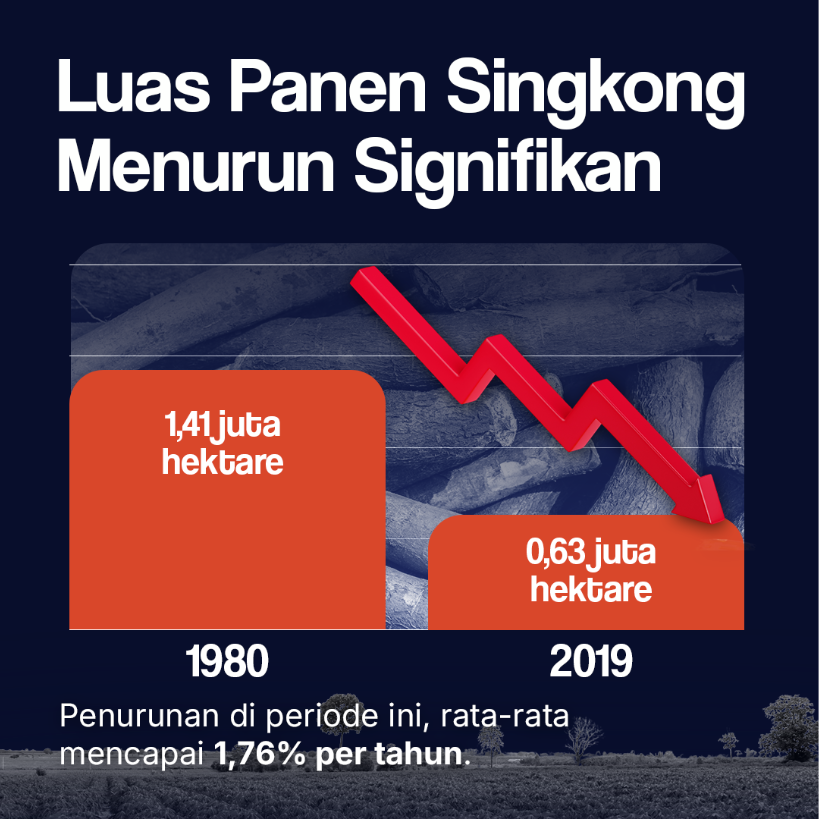 Luas Panen Singkong Menurun Signifikan